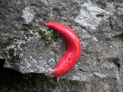 Mt Kaputar slugs